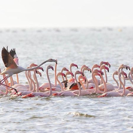 Ca Sal Holiday Home Lesina Zewnętrze zdjęcie